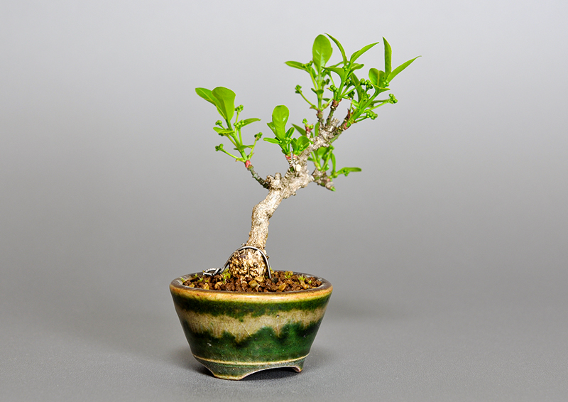 マユミ-L1（まゆみ・真弓）実もの盆栽を左側から見た景色・Euonymus hamiltonianus bonsai