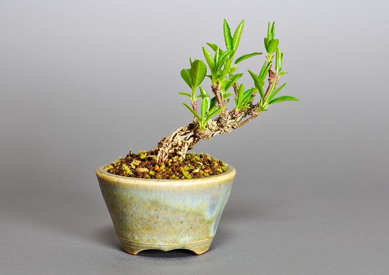 マユミ-M1（まゆみ・真弓）荒皮性、実もの盆栽を裏側から見た景色・Euonymus hamiltonianus bonsai