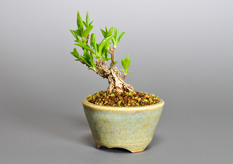 マユミ-M1（まゆみ・真弓）荒皮性、実もの盆栽を右側から見た景色・Euonymus hamiltonianus bonsai