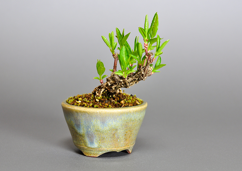 マユミ-M1（まゆみ・真弓）荒皮性、実もの盆栽を左側から見た景色・Euonymus hamiltonianus bonsai