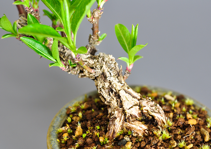 マユミ-M1（まゆみ・真弓）荒皮性、実もの盆栽を拡大して見た景色・Euonymus hamiltonianus bonsai