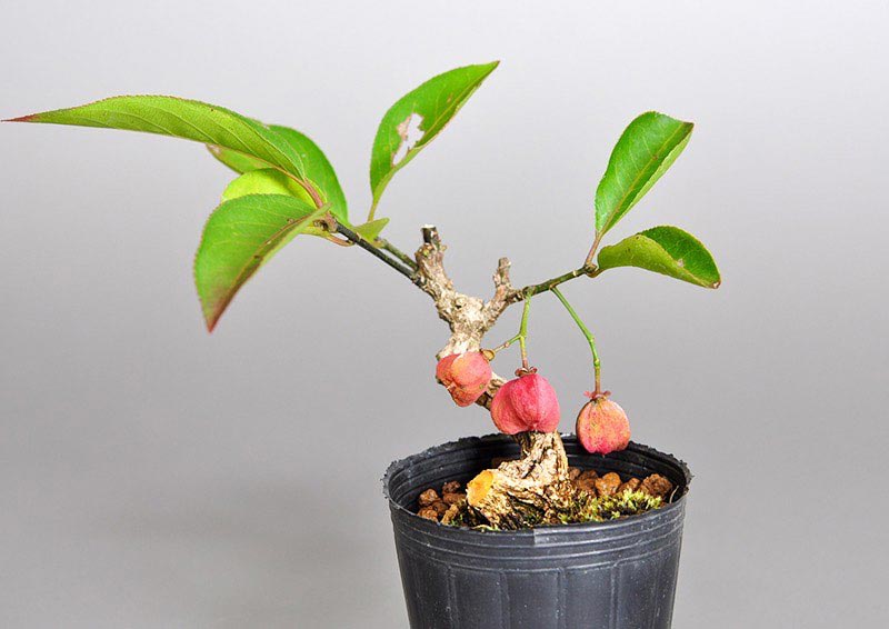 マユミ-N1（まゆみ・真弓）実もの盆栽の販売と育て方・作り方・Euonymus hamiltonianus bonsai