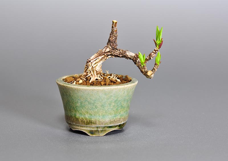 マユミ-O1（まゆみ・真弓）実もの盆栽の販売と育て方・作り方・Euonymus hamiltonianus bonsai