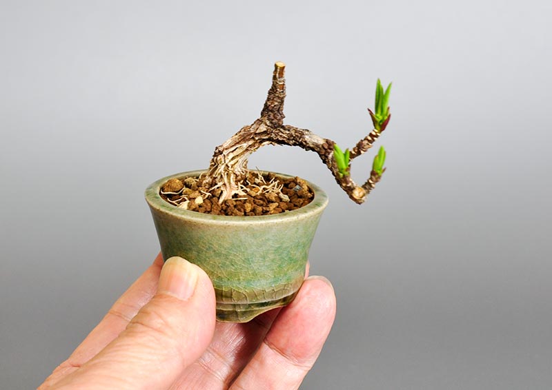 マユミ-O1（まゆみ・真弓）実もの盆栽の手乗りの景色・Euonymus hamiltonianus bonsai