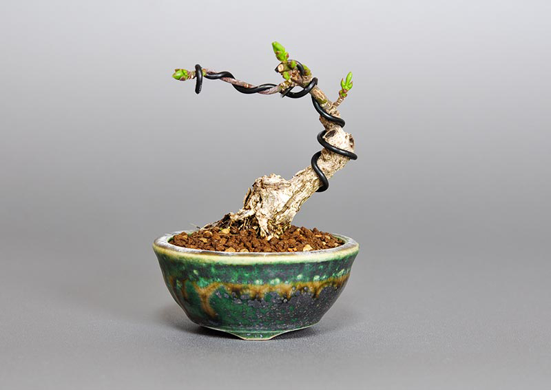 マユミ-P1（まゆみ・真弓）実もの盆栽の販売と育て方・作り方・Euonymus hamiltonianus bonsai