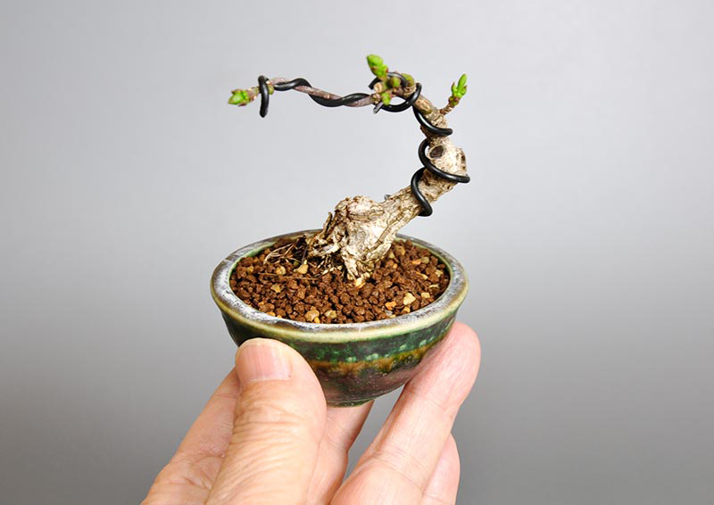 マユミ-P1（まゆみ・真弓）実もの盆栽の手乗りの景色・Euonymus hamiltonianus bonsai