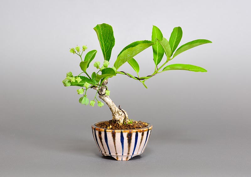 マユミ-Q1（まゆみ・真弓）実もの盆栽の販売と育て方・作り方・Euonymus hamiltonianus bonsai