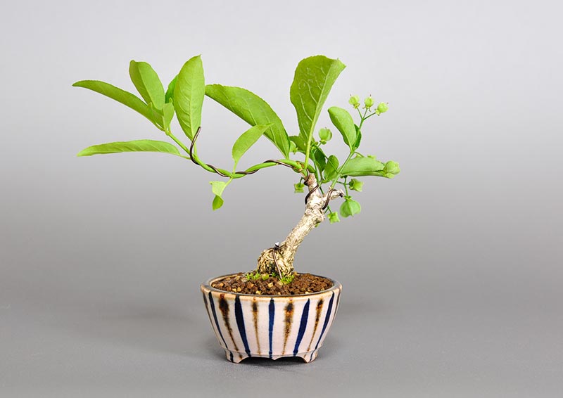 マユミ-Q1（まゆみ・真弓）実もの盆栽を裏側から見た景色・Euonymus hamiltonianus bonsai