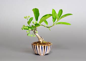 マユミ-Q1（まゆみ・真弓）盆栽の樹作りの参考樹形・Euonymus hamiltonianus Best bonsai
