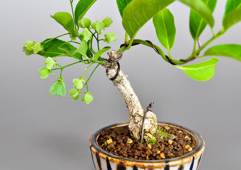 マユミ-Q1（まゆみ・真弓）実もの盆栽の拡大して見た景色・Euonymus hamiltonianus bonsai
