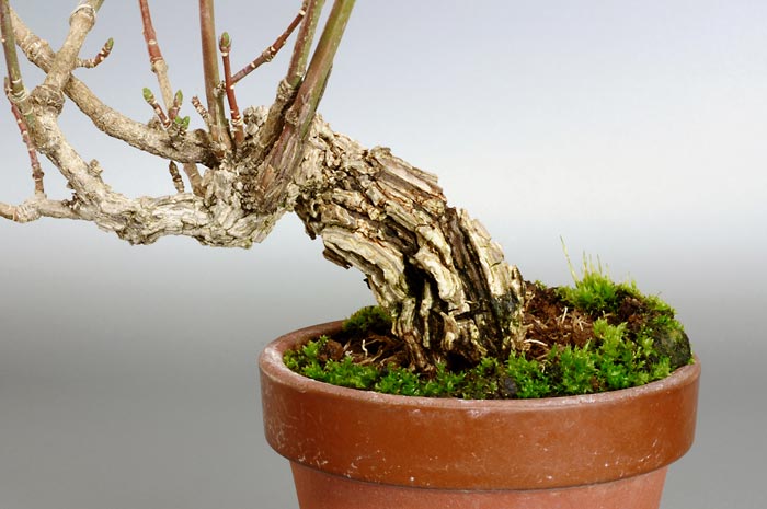 マユミ-R-2（まゆみ・真弓）荒皮性、実もの盆栽の販売と育て方・作り方・Euonymus hamiltonianus bonsai