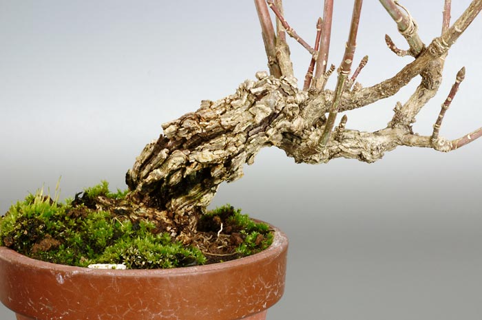 マユミ-R-2（まゆみ・真弓）荒皮性、実もの盆栽を裏側から見た景色・Euonymus hamiltonianus bonsai