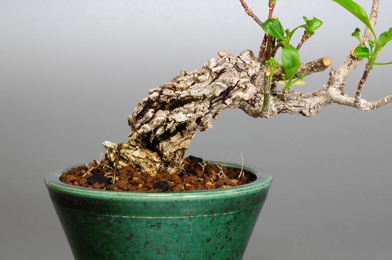 マユミ-R（まゆみ・真弓）荒皮性、実もの盆栽を裏側から見た景色・Euonymus hamiltonianus bonsai