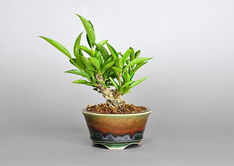 マユミ-R1（まゆみ・真弓）豆盆栽の販売と育て方・作り方・Euonymus hamiltonianus bonsai photo