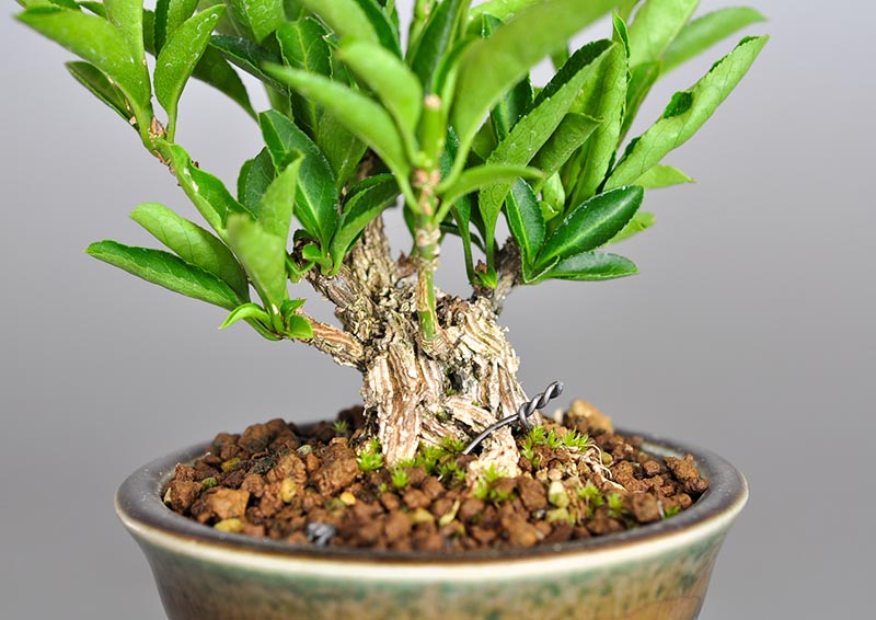 マユミ-R1（まゆみ・真弓）花もの盆栽を別側から見た景色・Euonymus hamiltonianus bonsai photo