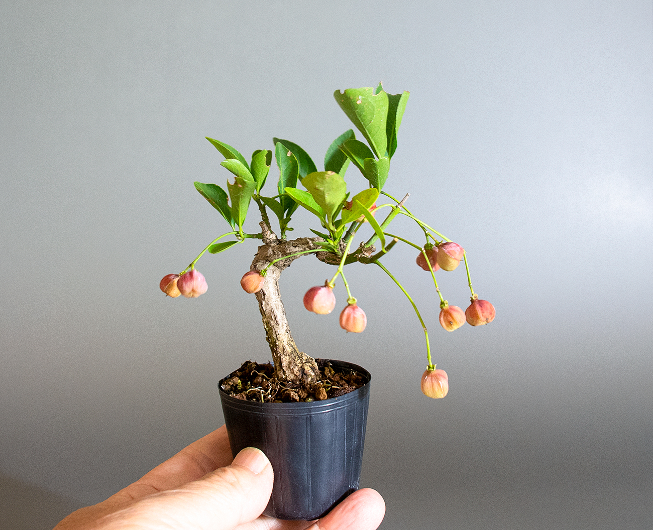 マユミ-T1（まゆみ・真弓）実もの盆栽の手乗りの景色・Euonymus hamiltonianus bonsai