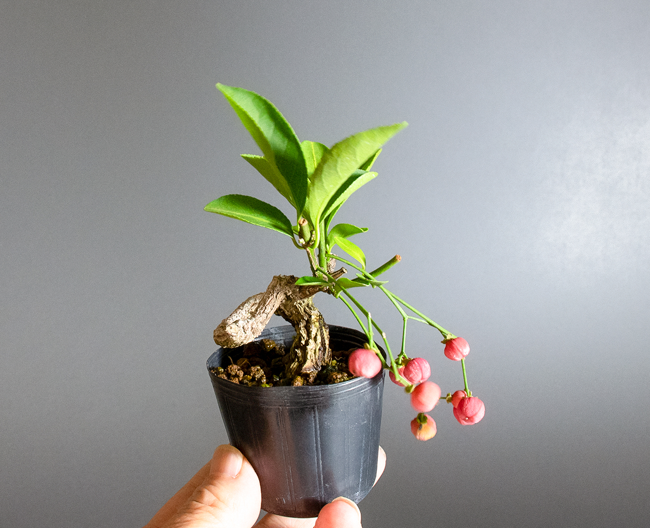マユミ-V1（まゆみ・真弓）実もの盆栽の手乗りの景色・Euonymus hamiltonianus bonsai