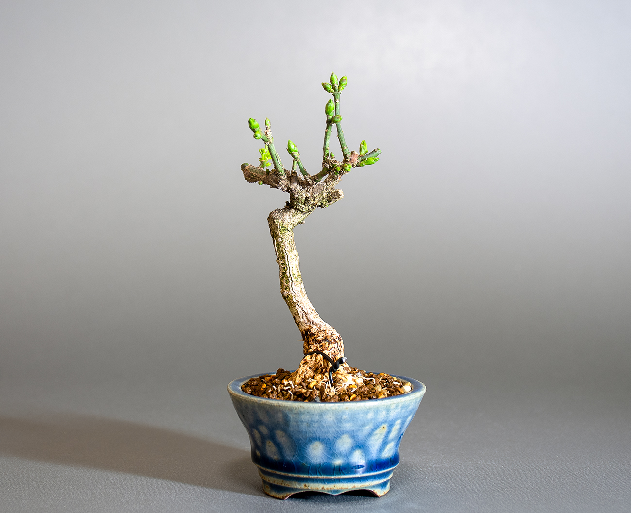 マユミ-X1（まゆみ・真弓）実もの盆栽を裏側から見た景色・Euonymus hamiltonianus bonsai