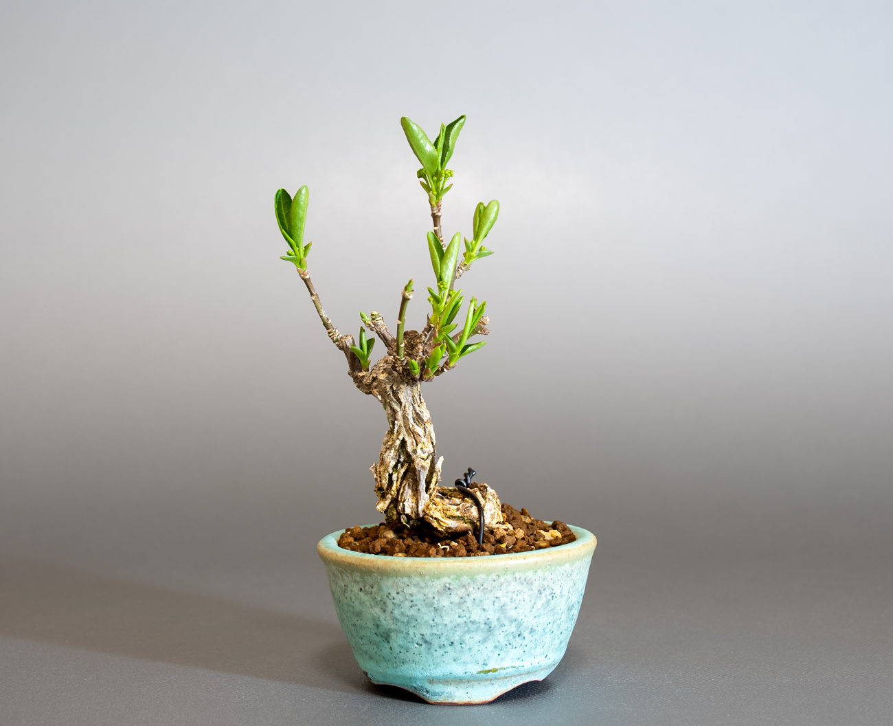 マユミ-Y1（まゆみ・真弓）実もの盆栽の販売と育て方・作り方・Euonymus hamiltonianus bonsai