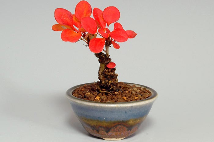 メギA（めぎ・目木）実もの盆栽の販売と育て方・作り方・Berberis thunbergii bonsai