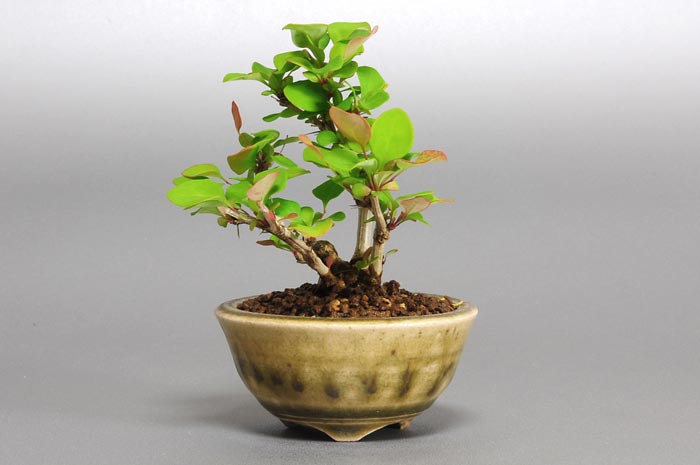 メギ-I（めぎ・目木）目木の販売と育て方・作り方・Berberis thunbergii bonsai