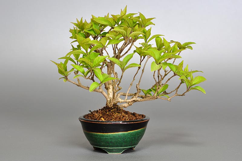 ムラサキシキブA（むらさきしきぶ・紫式部）実もの盆栽の販売と育て方・作り方・Callicarpa japonica bonsai