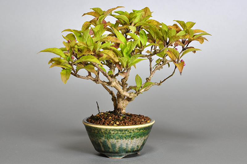 ミニ盆栽・ムラサキシキブB（むらさきしきぶ・紫式部）実もの盆栽を左側から見た景色・Callicarpa japonica bonsai