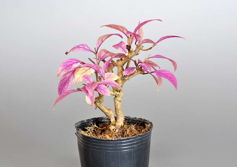 ムラサキシキブ-E（むらさきしきぶ・紫式部）実もの盆栽の販売と育て方・作り方・Callicarpa japonica bonsai