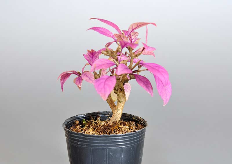 ムラサキシキブ-E（むらさきしきぶ・紫式部）実もの盆栽を右側から見た景色・Callicarpa japonica bonsai
