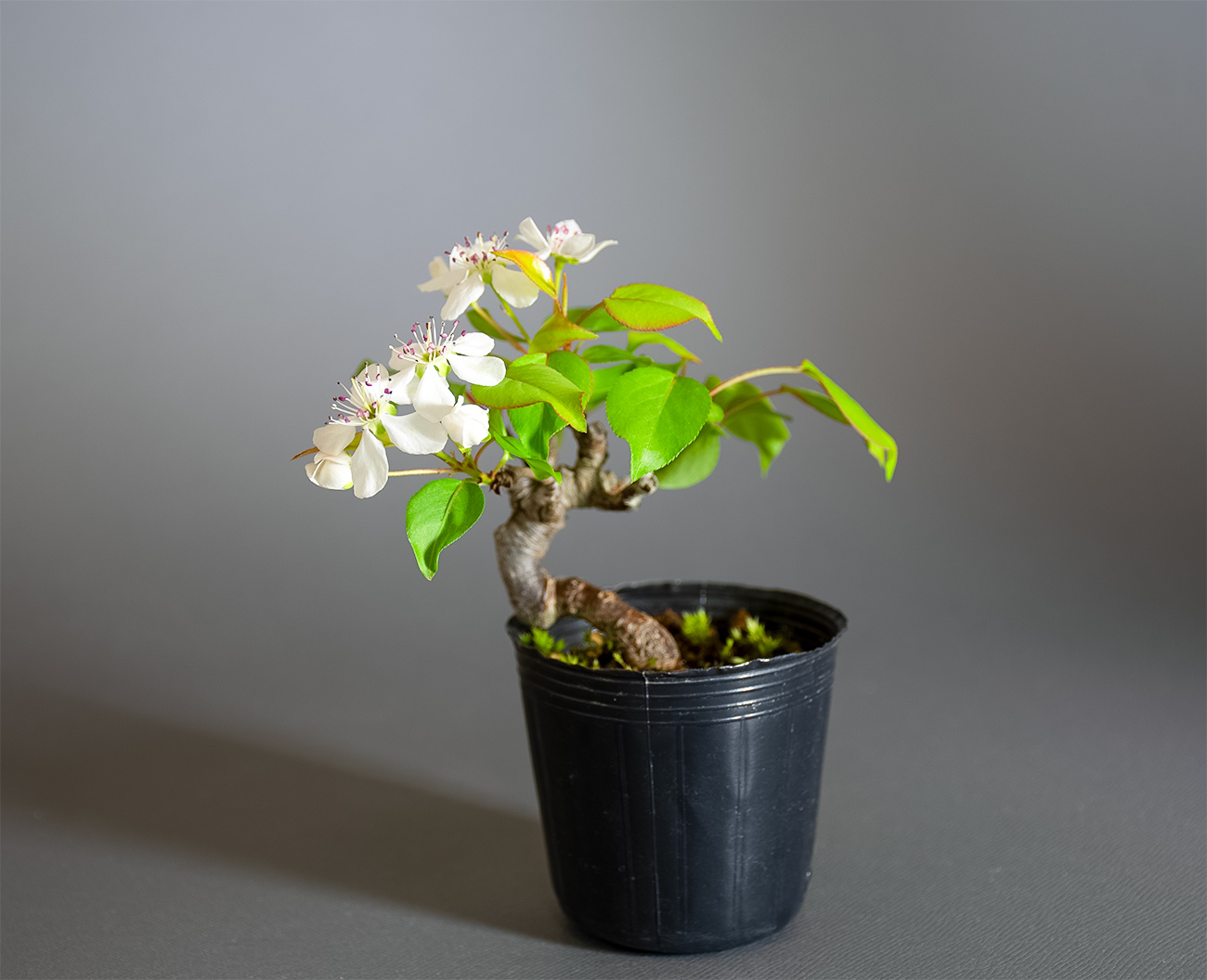 マメナシ-C1・ナシ（なし・まめなし・豆梨）実もの盆栽の販売と育て方・作り方・Pyrus pyrifolia var. culta bonsai