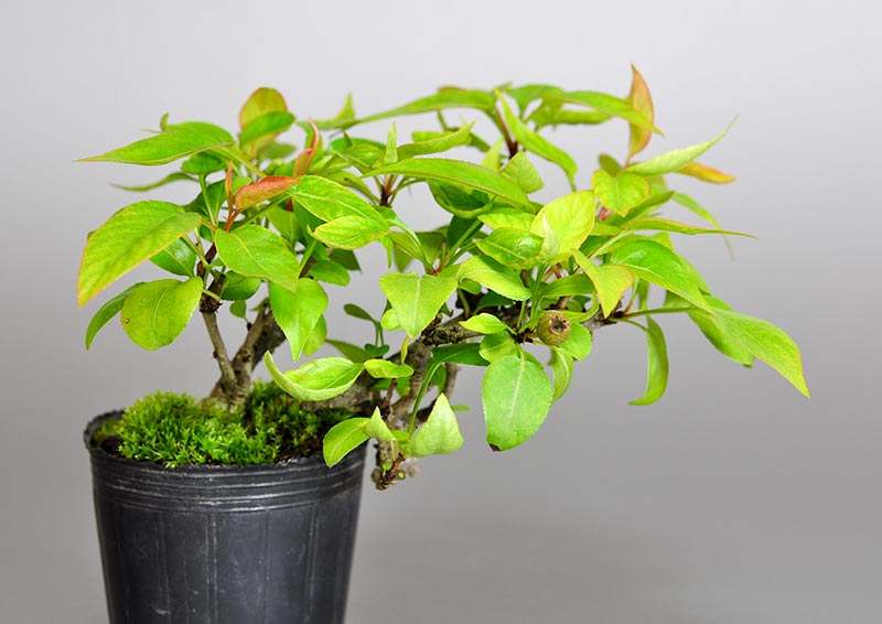 マメナシD・ナシ（なし・まめなし・豆梨）実もの盆栽の販売と育て方・作り方・Pyrus pyrifolia var. culta bonsai bonsai