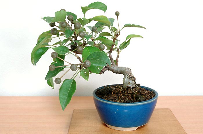 マンシュウコナシG・ナシ（なし・まんしゅうこなし・梨）実もの盆栽の販売と育て方・作り方・Pyrus pyrifolia var. culta bonsai bonsai