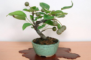 ナシ-H・アイナシ（なし・あいなし・梨）盆栽の樹作りの参考樹形・Pyrus pyrifolia var.culta Best bonsai