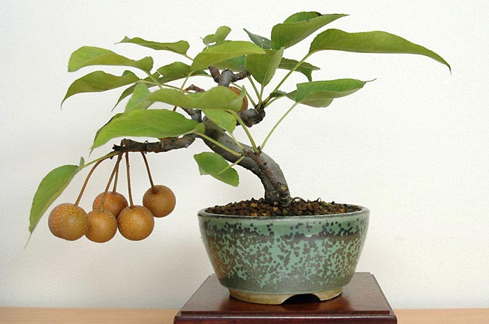 ナシI-1・アイナシ（なし・あいなし・梨）実もの盆栽を裏側から見た景色・Pyrus pyrifolia var. culta bonsai bonsai