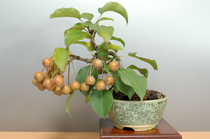 ナシ-J・スズナシ（なし・すずなし・鈴梨）盆栽の樹作りの参考樹形・Pyrus pyrifolia var.culta Best bonsai