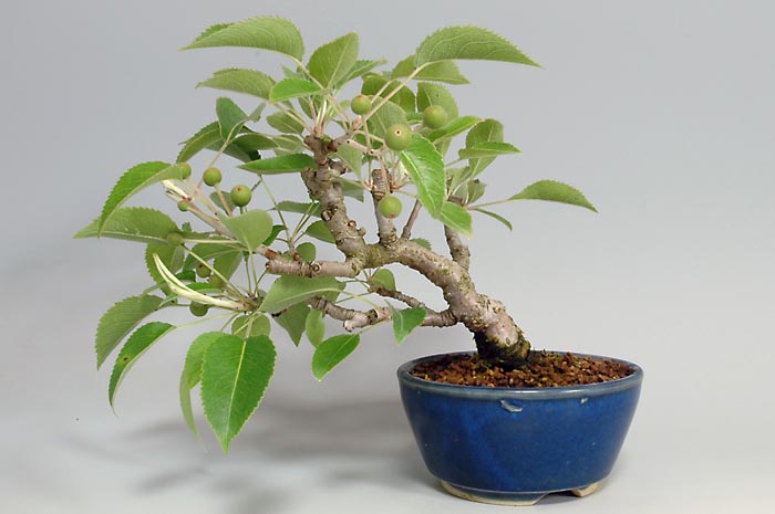 ナシK-1・マンシュウコナシ（なし・まんしゅうこなし・満州小梨）実もの盆栽を裏側から見た景色・Pyrus pyrifolia var. culta bonsai bonsai