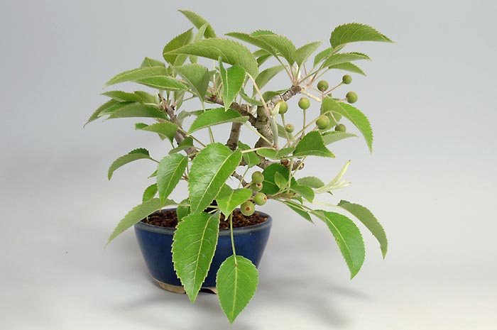 ナシK-1・マンシュウコナシ（なし・まんしゅうこなし・満州小梨）実もの盆栽を右側から見た景色・Pyrus pyrifolia var. culta bonsai bonsai