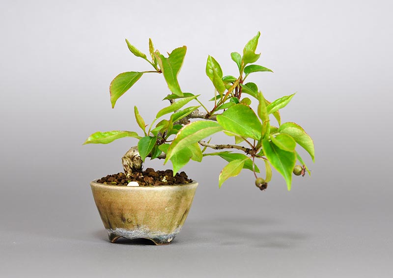マメナシP・ナシ（なし・まめなし・豆梨）実もの盆栽の販売と育て方・作り方・Pyrus pyrifolia var. culta bonsai bonsai