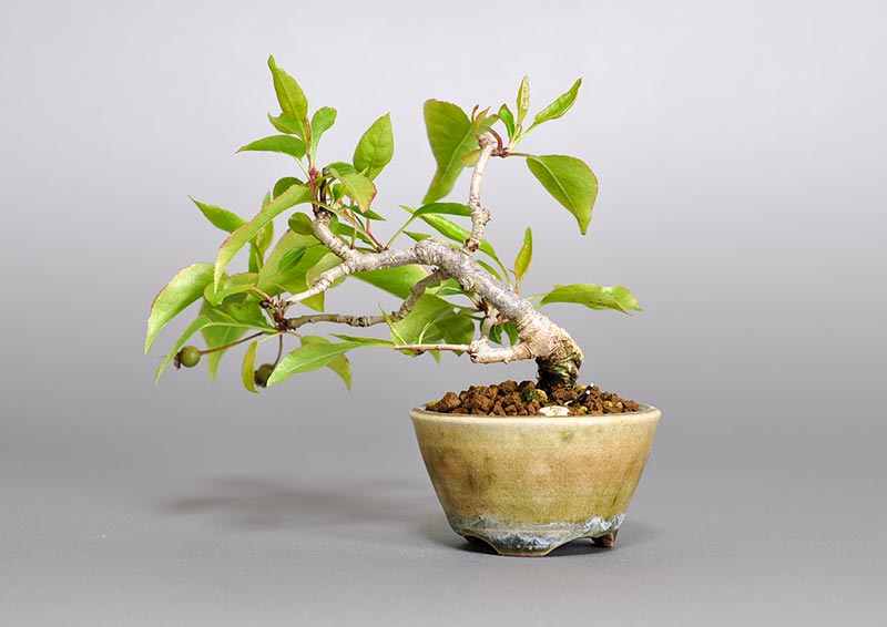 マメナシP・ナシ（なし・まめなし・豆梨）実もの盆栽を裏側から見た景色・Pyrus pyrifolia var. culta bonsai bonsai