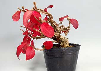 ニシキギ-N-1（にしきぎ・錦木）実もの盆栽の成長記録-1・Euonymus alatus bonsai