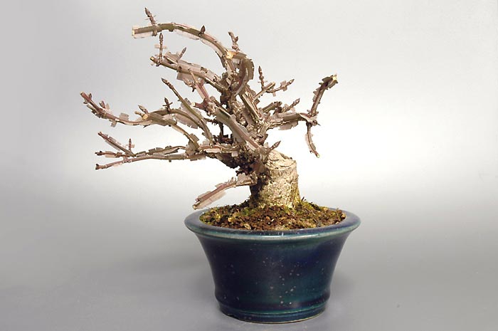 ニシキギ-N-2（にしきぎ・錦木）実ものを裏側から見た景色・Euonymus alatus bonsai