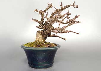 ニシキギ-N-2（にしきぎ・錦木）実もの盆栽の成長記録-2・Euonymus alatus bonsai