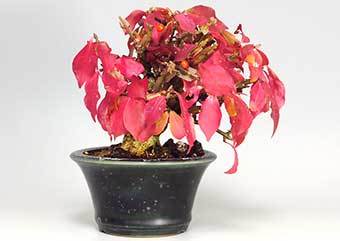 ニシキギ-N-3（にしきぎ・錦木）実もの盆栽の成長記録-3・Euonymus alatus bonsai