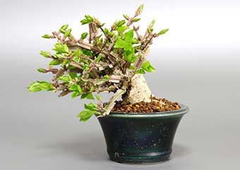 ニシキギ-N-4（にしきぎ・錦木）実もの盆栽の成長記録-4・Euonymus alatus bonsai