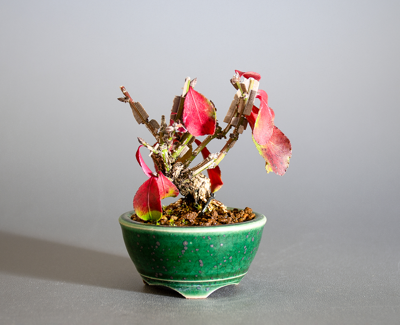 ニシキギ-O（にしきぎ・錦木）錦木の販売と育て方・作り方・Euonymus alatus bonsai