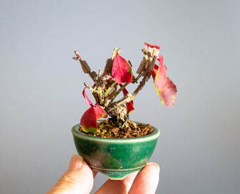 ニシキギ-O（にしきぎ・錦木）盆栽の樹作りの参考樹形・Euonymus alatus Best bonsai