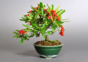 ピラカンサ-B（ぴらかんさ・橘擬）盆栽の樹作りの参考樹形・Cocculus orbiculatus Best bonsai