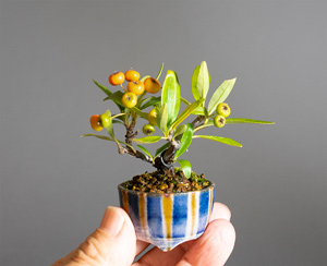 ピラカンサ-C（ぴらかんさ・橘擬）盆栽の樹作りの参考樹形・Cocculus orbiculatus Best bonsai