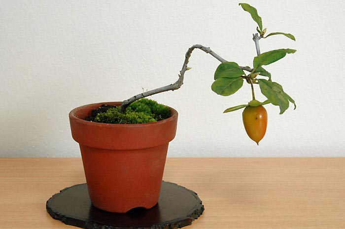ローヤガキR（ろうやがき・老爺柿）実もの盆栽の販売と育て方・作り方・Persimmon bonsai photo