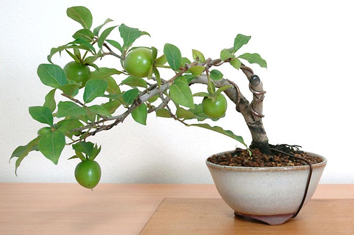 ロウヤガキV（ろうやがき・老爺柿）実もの盆栽の販売と育て方・作り方・Diospyros rhombifolia bonsai